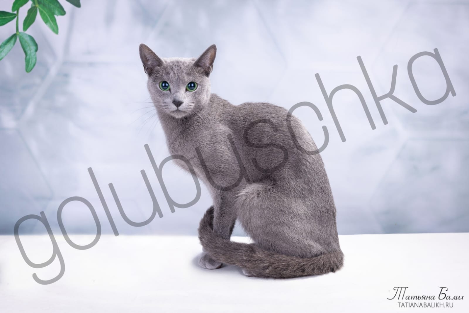 Русская голубая кошка из питомника Голубушка